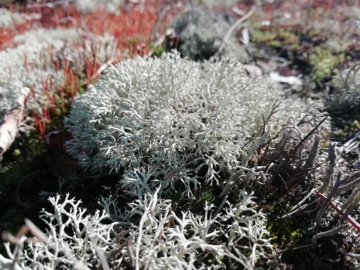 Chrobotki&#x20;&#x28;Cladonia&#x20;sp&#x2e;&#x29;&#x20;fot&#x2e;&#x3a;&#x20;P&#x2e;&#x20;Chybowski