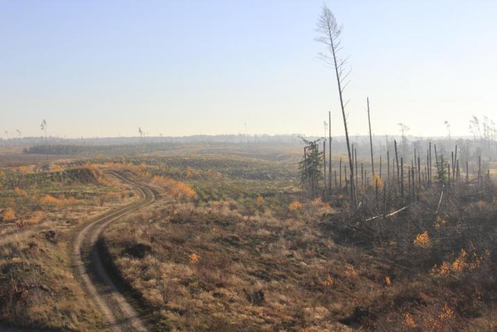 Tereny&#x20;poklęskowe&#x20;Nadleśnictwa&#x20;Rytel&#x20;&#x28;fot&#x2e;&#x3a;&#x20;W&#x2e;&#x20;Wencel&#x29;