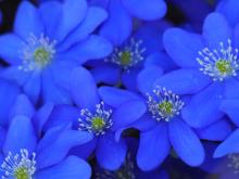 Geofity wiosenne, czyli krótkie życie - wielki efekt