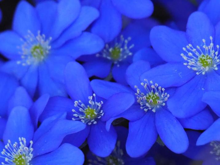 Przylaszczka pospolita (fot.: E. Szpak)