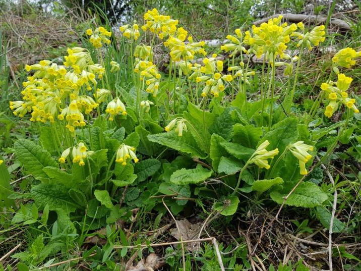 Pierwiosnek lekarski (Primula veris) fot.: W. Wencel